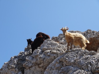 Chèvres des Cyclades
